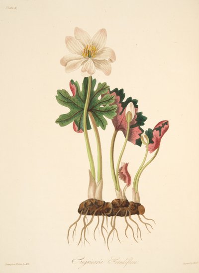 Sanguinaria de flores grandes, de Ilustraciones florales de las estaciones, pub. 1829 de Margaret Roscoe