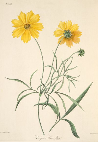 Coreopsis de flores grandes, de Ilustraciones florales de las estaciones, pub. 1829 de Margaret Roscoe