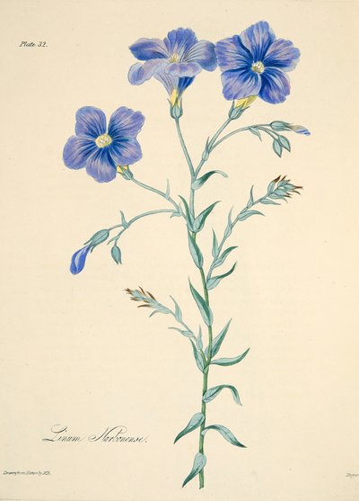 Lino de Narbona, de Ilustraciones florales de las estaciones, pub. 1829 de Margaret Roscoe
