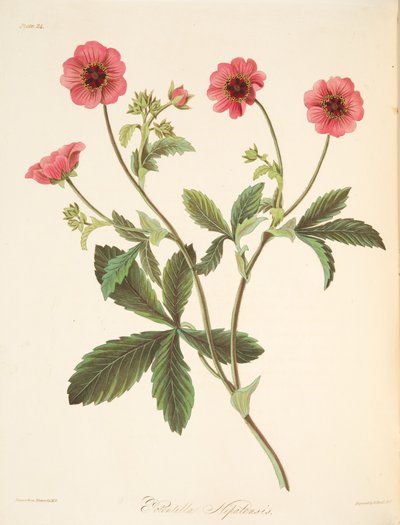 Potentilla de Nepal, de Ilustraciones florales de las estaciones, pub. 1829 de Margaret Roscoe