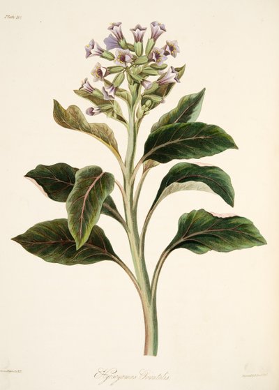Hyoscyamus oriental, de Ilustraciones florales de las estaciones, pub. 1829 de Margaret Roscoe