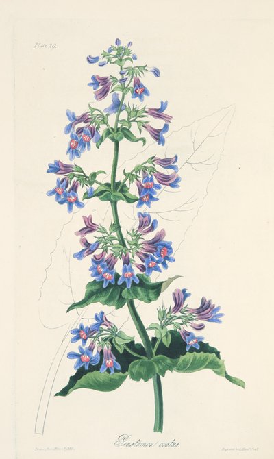 Penstemon de hojas ovadas, de Ilustraciones florales de las estaciones, pub. 1829 de Margaret Roscoe