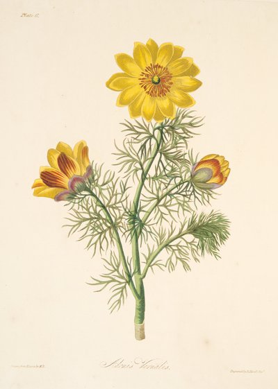 Adonis perenne, de Ilustraciones florales de las estaciones, pub. 1829 de Margaret Roscoe