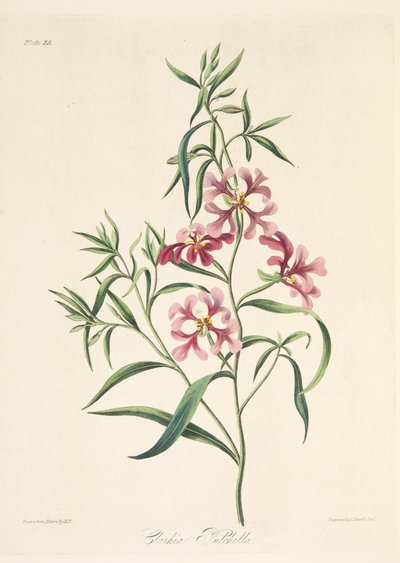 Clarkia bonita, de Ilustraciones florales de las estaciones, pub. 1829 de Margaret Roscoe
