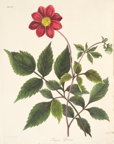 Dalia roja, de Ilustraciones florales de las estaciones, pub. 1829 de Margaret Roscoe