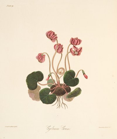 Ciclamen de hojas redondas, de Ilustraciones florales de las estaciones, pub. 1829 de Margaret Roscoe