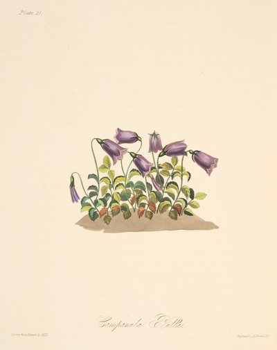 Campanilla rojiza, de Ilustraciones florales de las estaciones, pub. 1829 de Margaret Roscoe