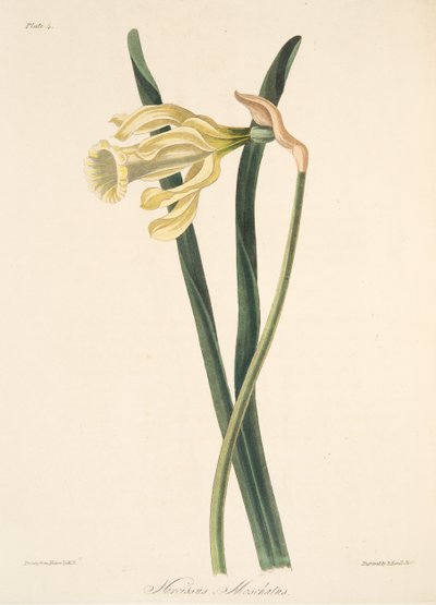 Narciso español, de Ilustraciones florales de las estaciones, pub. 1829 de Margaret Roscoe