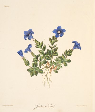 Genciana de primavera, de Ilustraciones florales de las estaciones, pub. 1829 de Margaret Roscoe