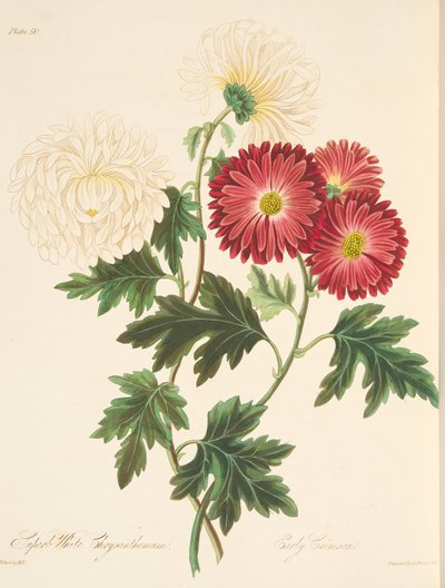 Crisantemo blanco soberbio y rojo temprano, de Ilustraciones florales de las estaciones, pub. 1829 de Margaret Roscoe