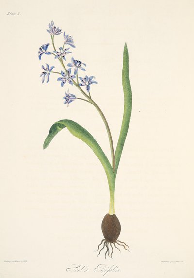 Escila de dos hojas, de Ilustraciones florales de las estaciones, pub. 1829 de Margaret Roscoe