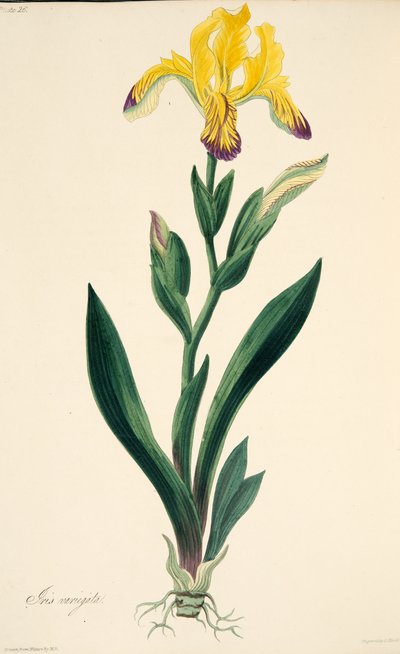 Iris variegado, de Ilustraciones florales de las estaciones, pub. 1829 de Margaret Roscoe