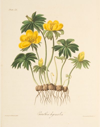 Aconito de invierno, de Ilustraciones florales de las estaciones, pub. 1829 de Margaret Roscoe