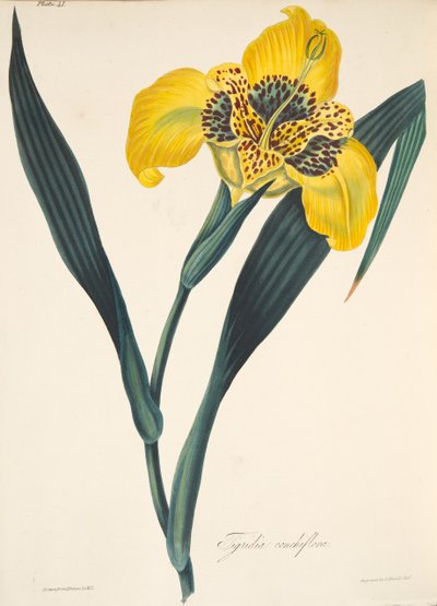 Tigridia de flores amarillas, de Ilustraciones florales de las estaciones, pub. 1829 de Margaret Roscoe