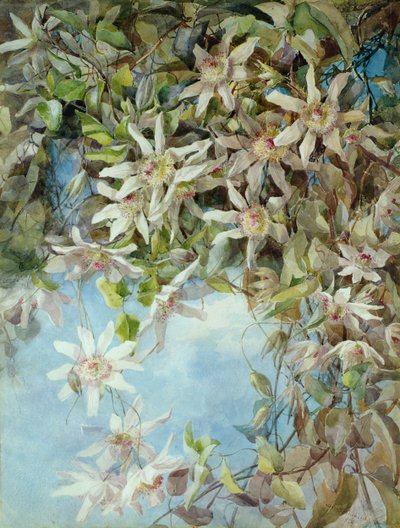 Estudio de la flor de la pasión de Margaret Waterfield