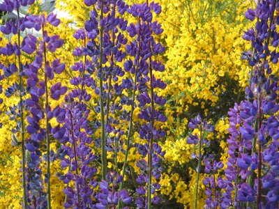 Lupinos en Tierra del Fuego. de Margareta Uliarte