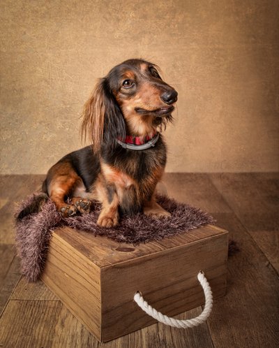 Retrato de un teckel de pelo largo de Margareth Perfoncio