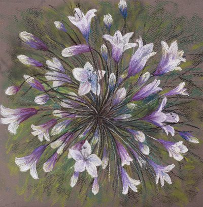 Familia Allium de Margo Starkey