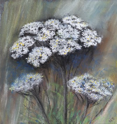Perejil de vaca (Anthriscus Sylvestris) de Margo Starkey
