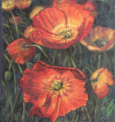 Primeras amapolas de Margo Starkey