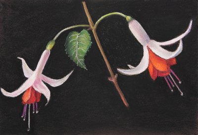 Fucsias de Margo Starkey