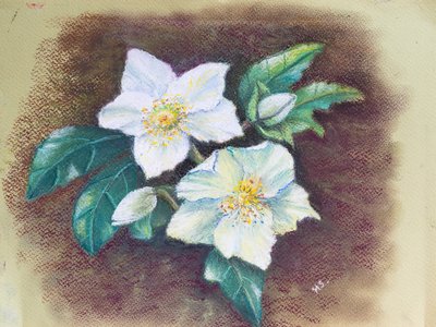 Helleborus de Margo Starkey