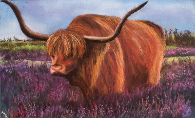 Toro de las tierras altas en brezo escocés, 2018 de Margo Starkey