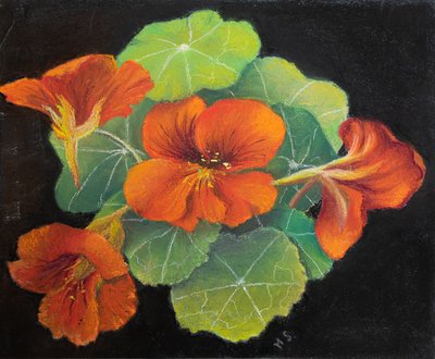 Capuchinas de Margo Starkey