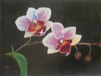 Orquídea en mi dormitorio de Margo Starkey