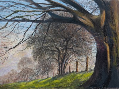 Árboles azotados por el viento..Shroesbury de Margo Starkey
