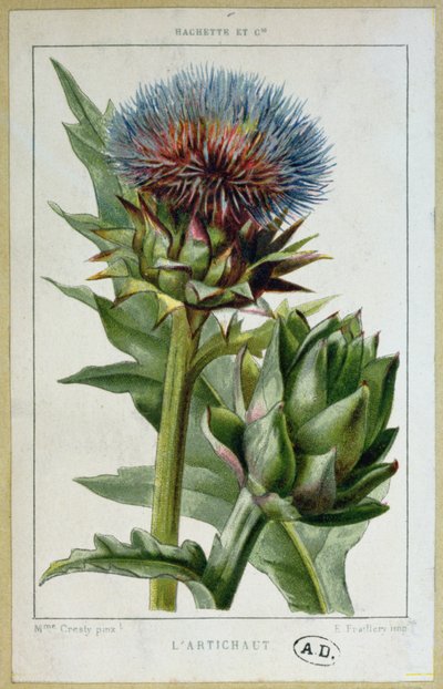 Alcachofa, lámina botánica, grabado por E. Fraillery de Marguerite Buret