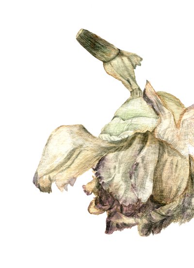 Flor de clavel, 2018 de Maria Basea