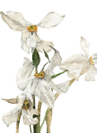 Narcisos, 2018 de Maria Basea