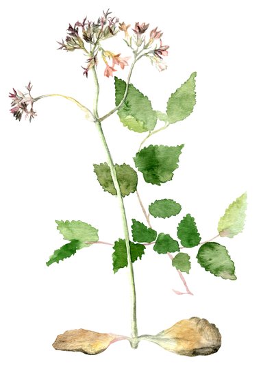 Flores, 2018 de Maria Basea