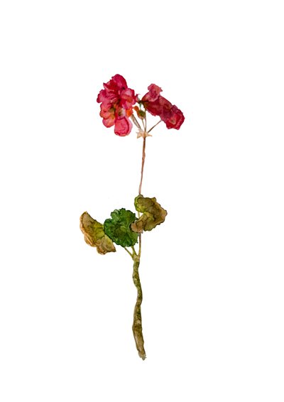 Geranio, 2018 de Maria Basea