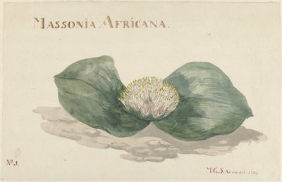 Bloem Massonia Africana MASSONIA AFRICANA (título sobre objeto) de Maria Geertruida Barbiers Snabilié