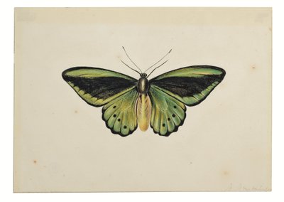 Mariposa verde común (Ornithoptera priamus) de Maria Margaretha van Os