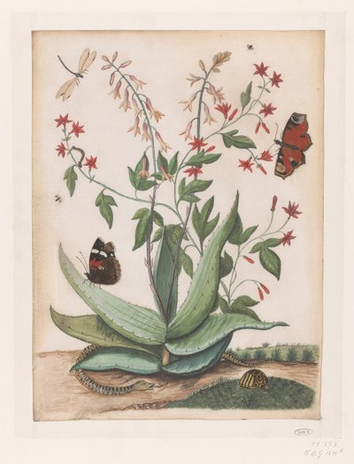 Mariposas, una serpiente y una tortuga alrededor de un agave en flor de Maria Moninckx