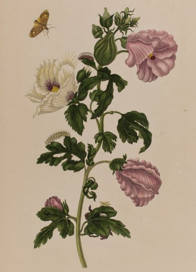 Ilustración de 