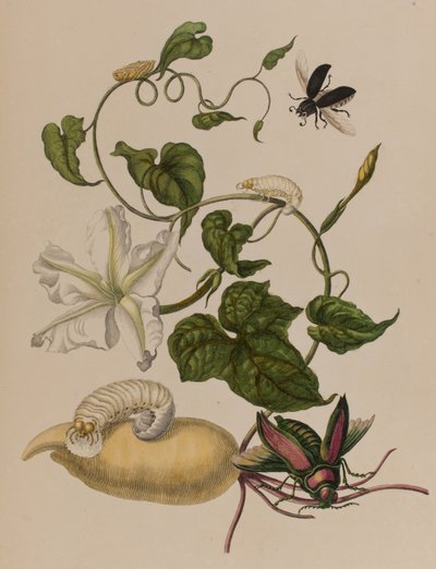 Ilustración de 