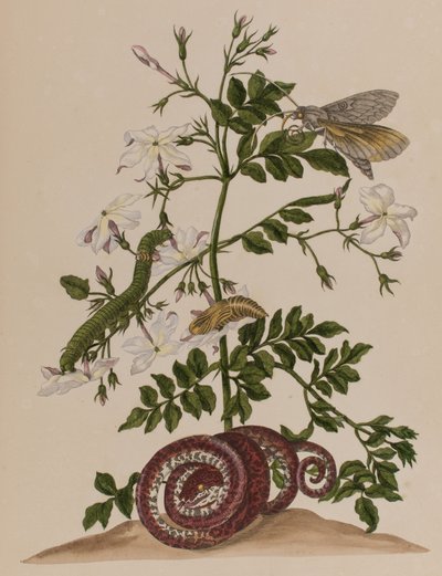 Ilustración de 