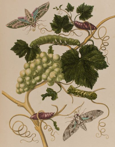 Ilustración de 