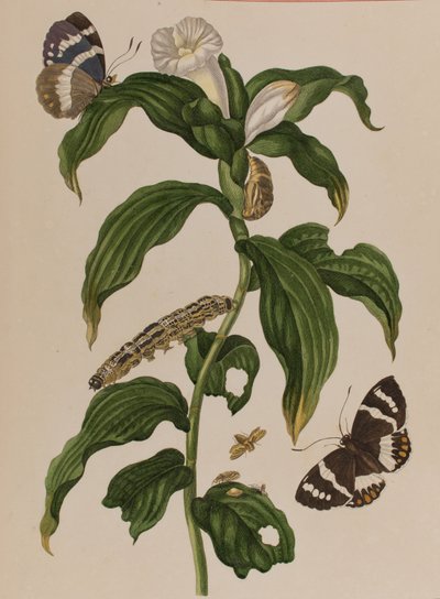 Ilustración de 