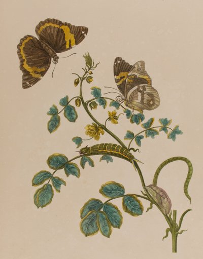 Ilustración de 