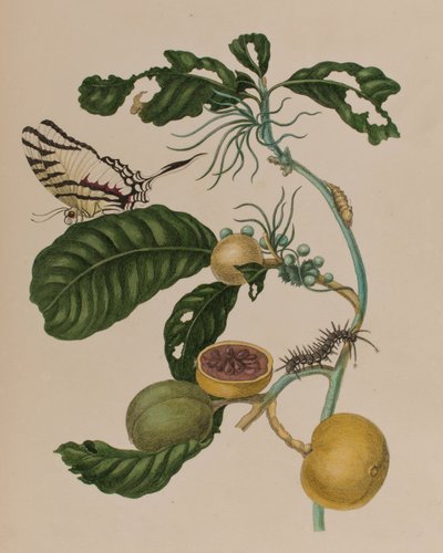 Ilustración de 
