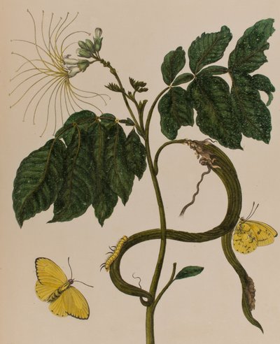Ilustración de 