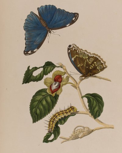 Ilustración de 
