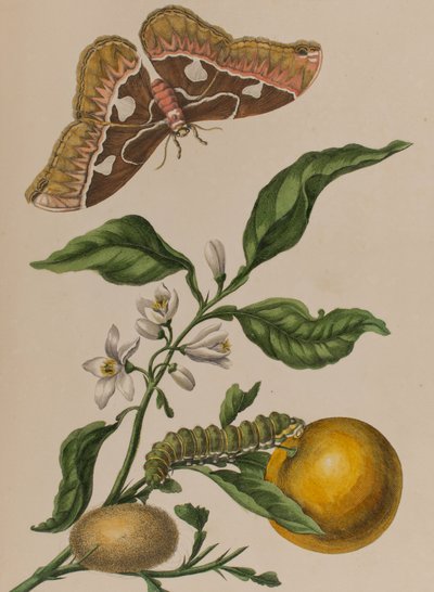Ilustración de 