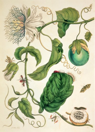Placa de "Metamorphosis Insectorum Surinamensium". de Maria Sibylla Graff (after) Merian