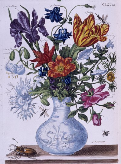 Escarabajo y diferentes flores - dess. por Maria Sibylla Merian, n.d., aprox. finales del siglo XVIII de Maria Sibylla Merian